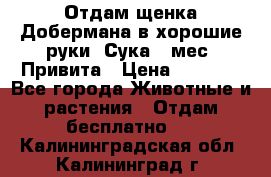 Отдам щенка Добермана в хорошие руки. Сука 5 мес. Привита › Цена ­ 5 000 - Все города Животные и растения » Отдам бесплатно   . Калининградская обл.,Калининград г.